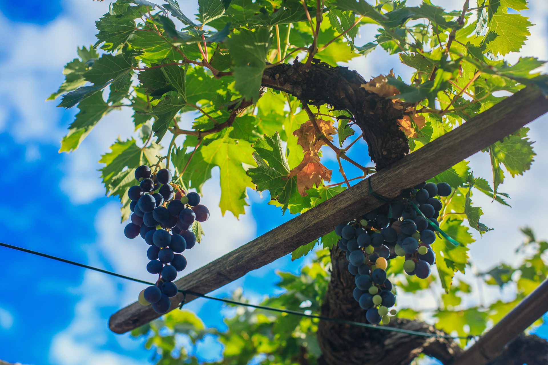 Najava Javnog natječaja za mjeru Ulaganja u vinarije i marketing vina -  Agencija za plaćanja u poljoprivredi, ribarstvu i ruralnom razvoju